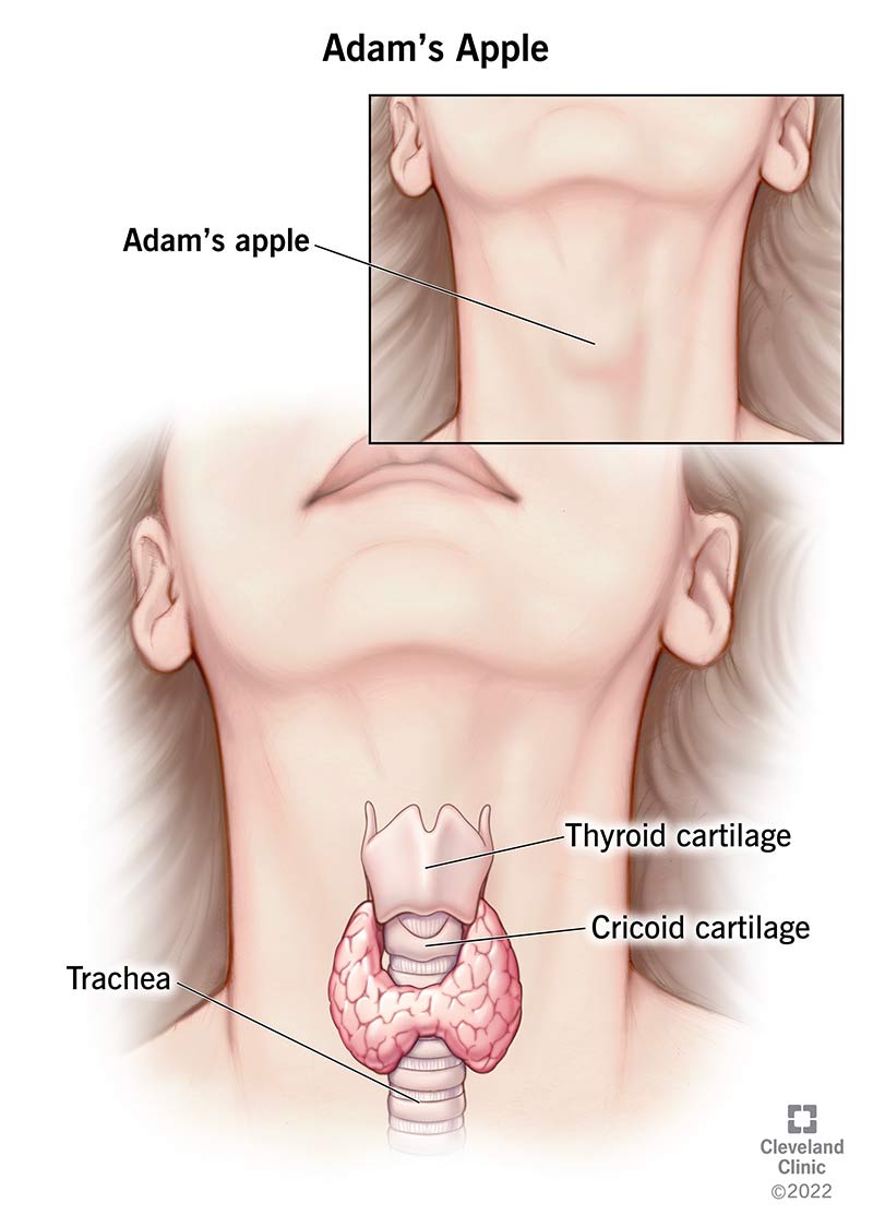 Why do guys have adams apples: main illustration