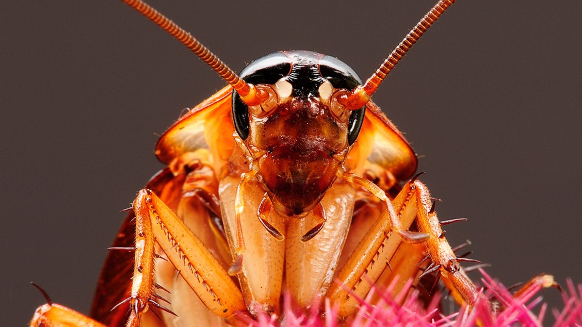 Why do roaches run towards you: main illustration