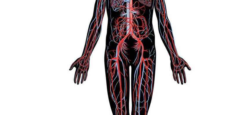 interactive-human-body-circulatory-system