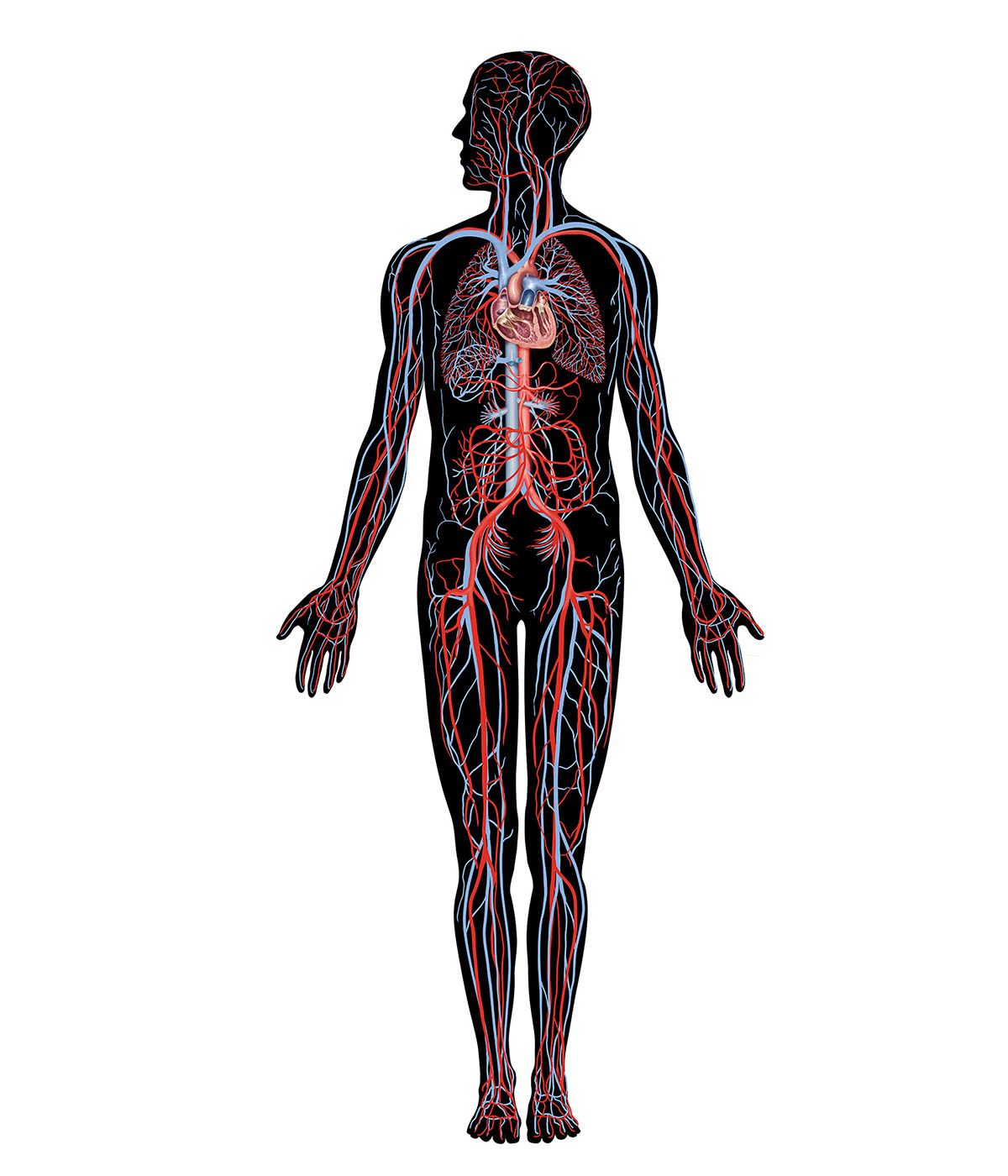 How does cardiovascular system work with other systems: main illustration
