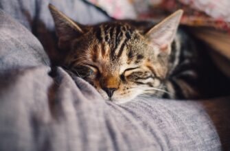 is-it-common-for-cats-to-sleep-all-day-exploring-your-felines-habits