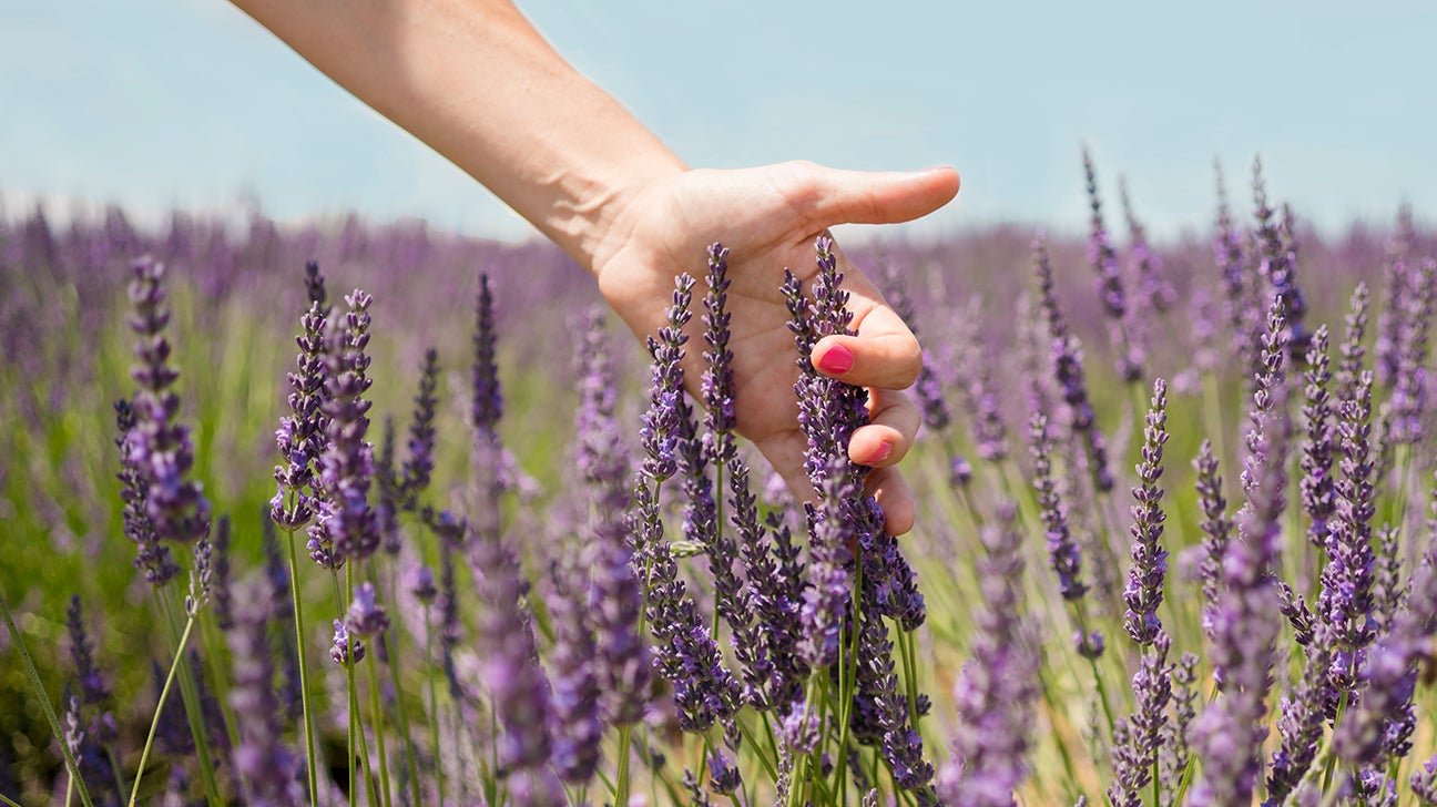 Benefits of lavender plants: main illustration