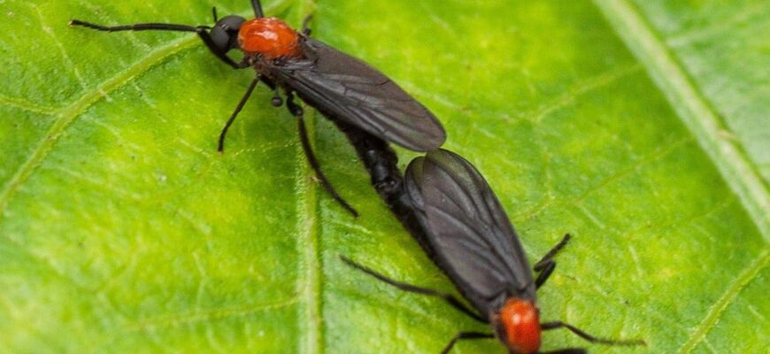 lovebugs