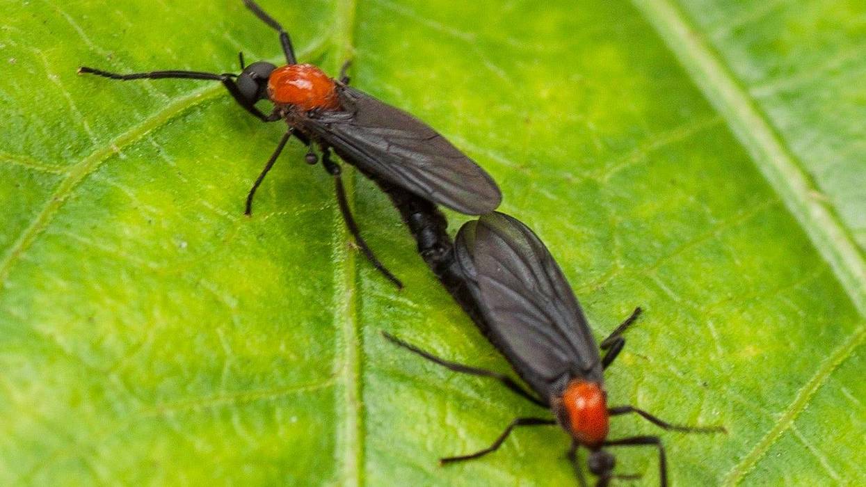 Why do lovebugs connect: main illustration