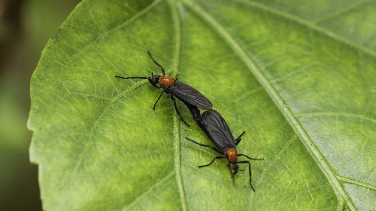 Why do lovebugs connect: visual explanation
