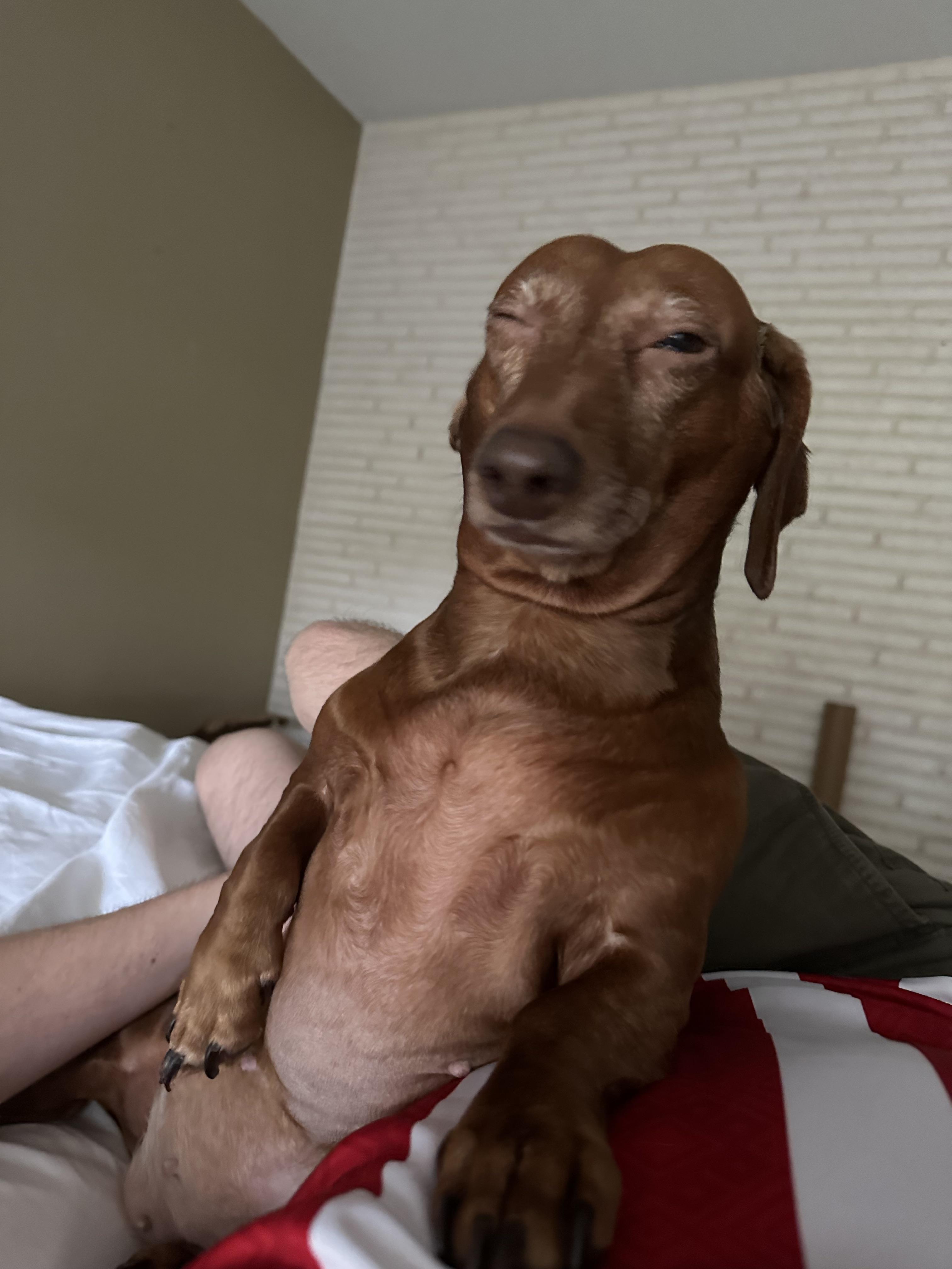 What happens if my dog eats a lizard: visual explanation