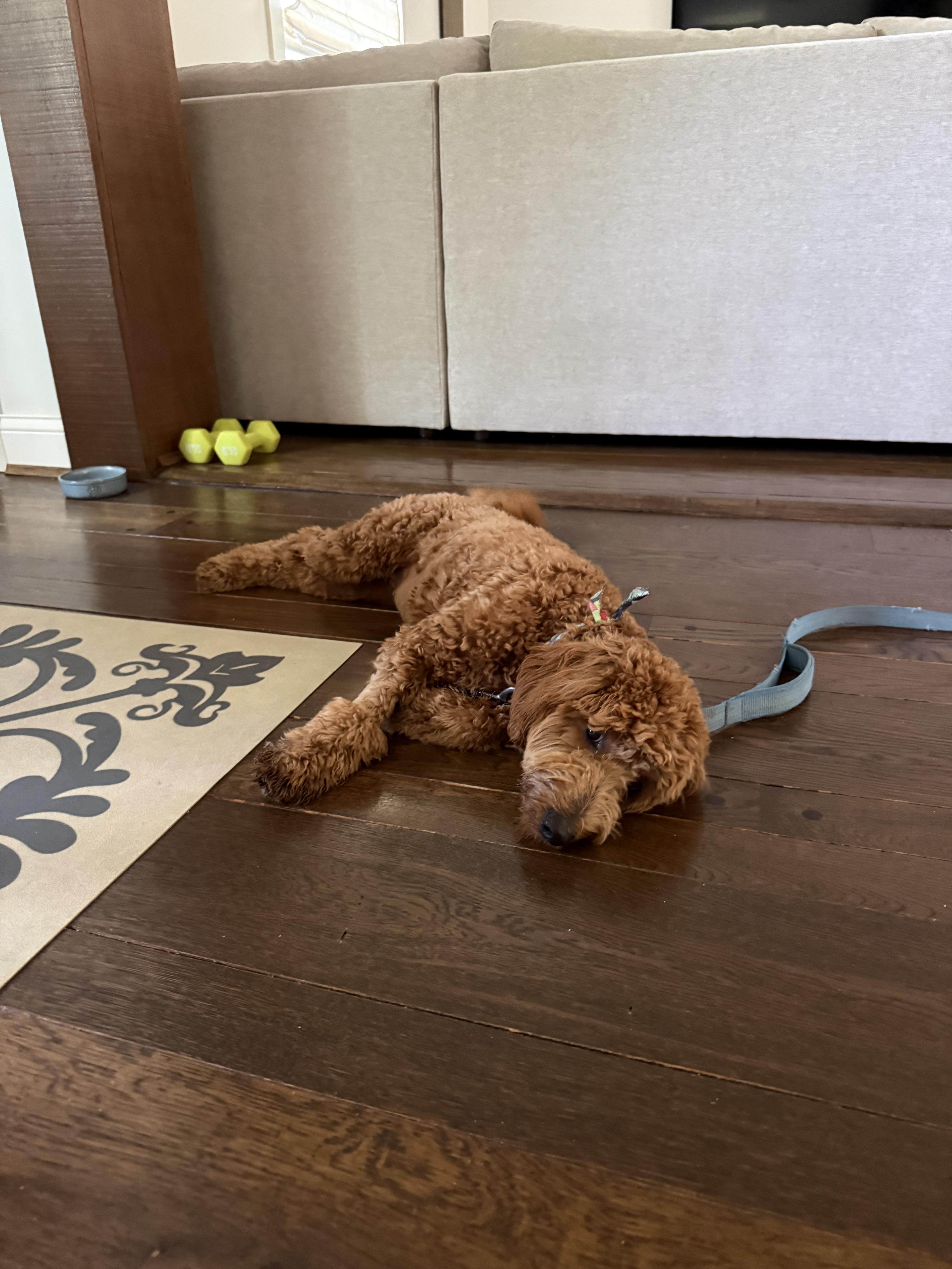 What happens if a dog eats a paper towel: example and key details