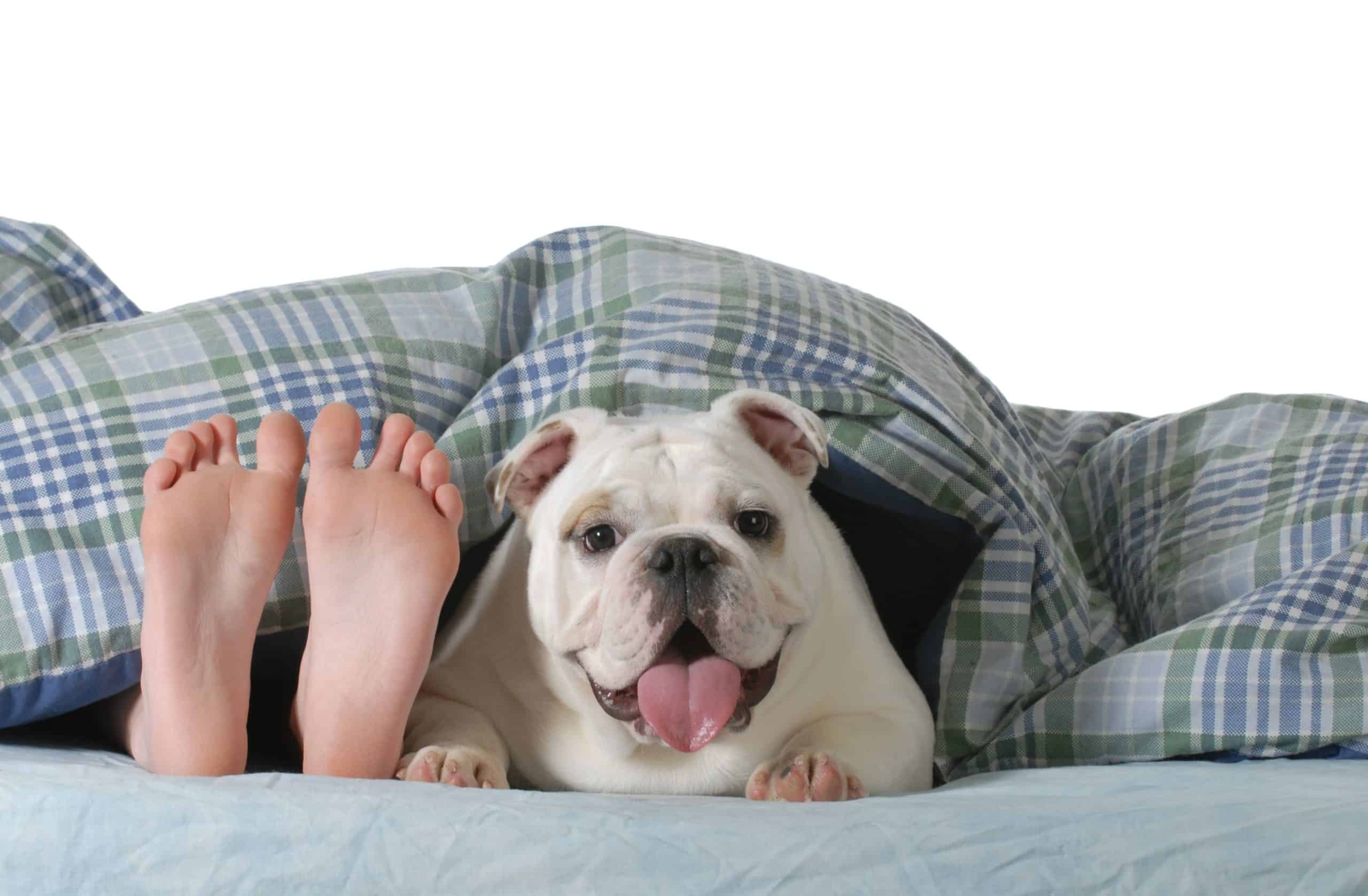 Why does dog pant at night: visual explanation