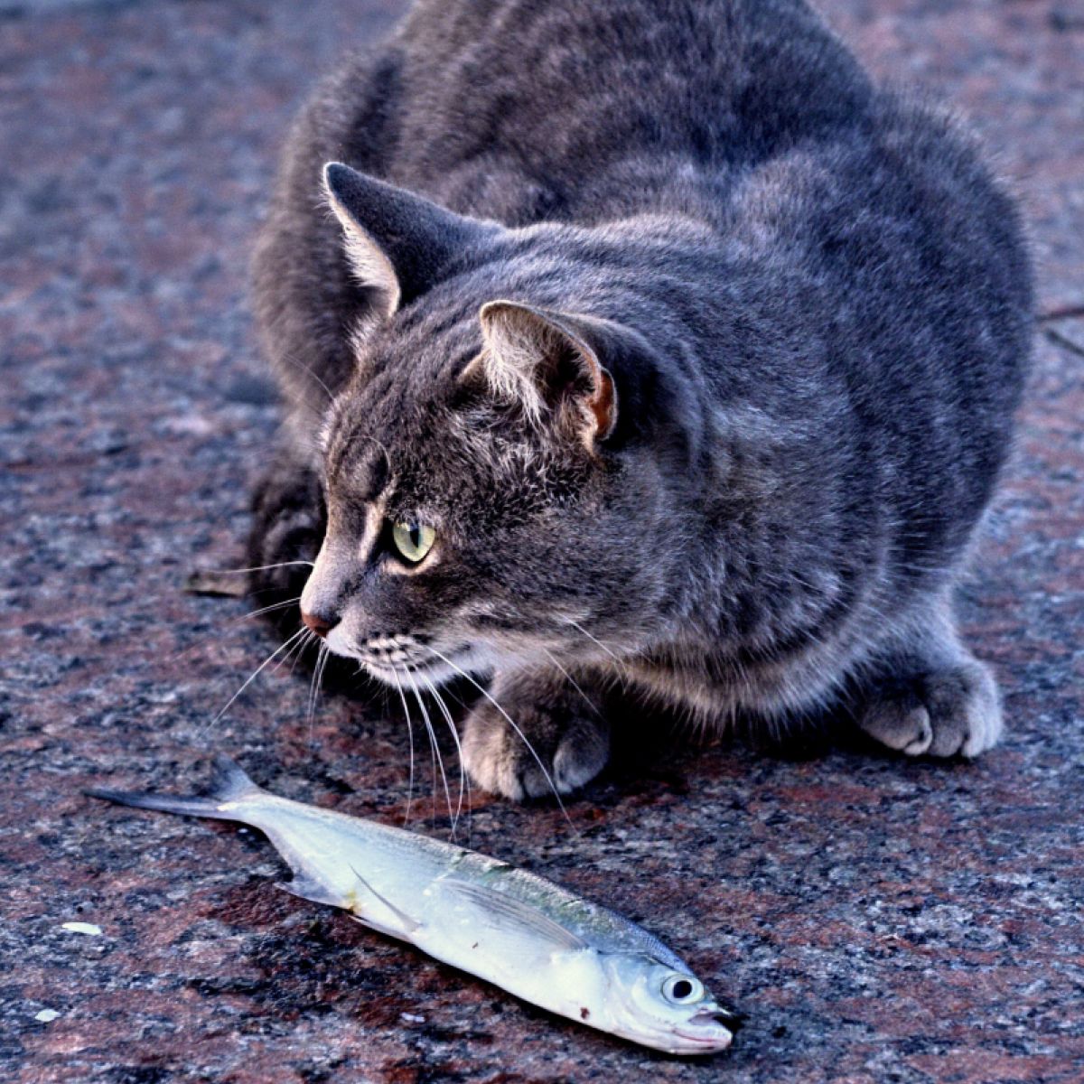 Why does cats like fish: visual explanation