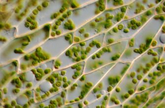 plant_cell_wall_chloroplasts-5b64a485c9e77c0025a39acf