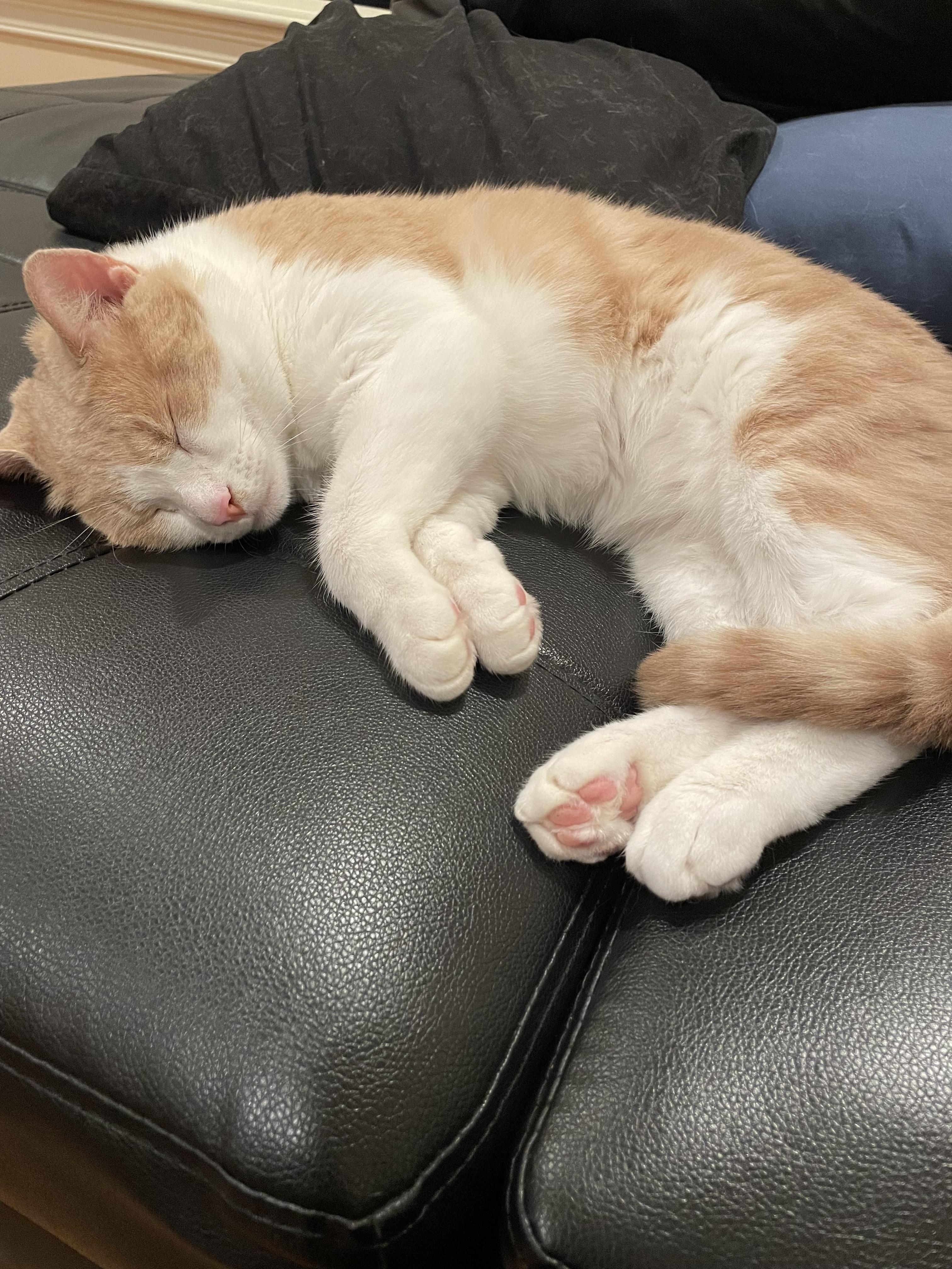 Is it normal for a cat to sleep all day: main illustration