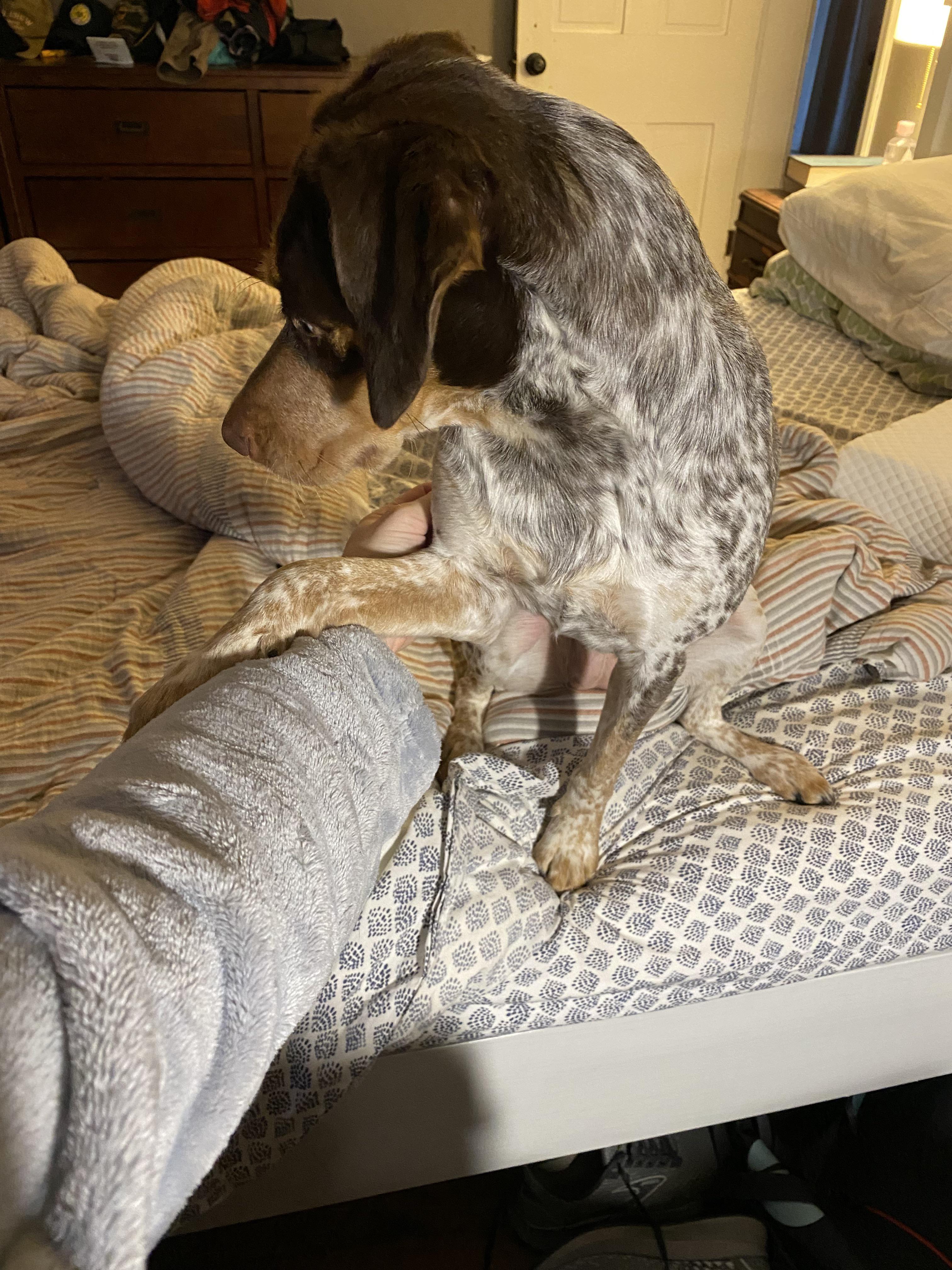 Why does my dog paw me: main illustration