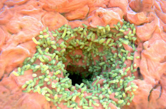 Sweat gland pore, illustration