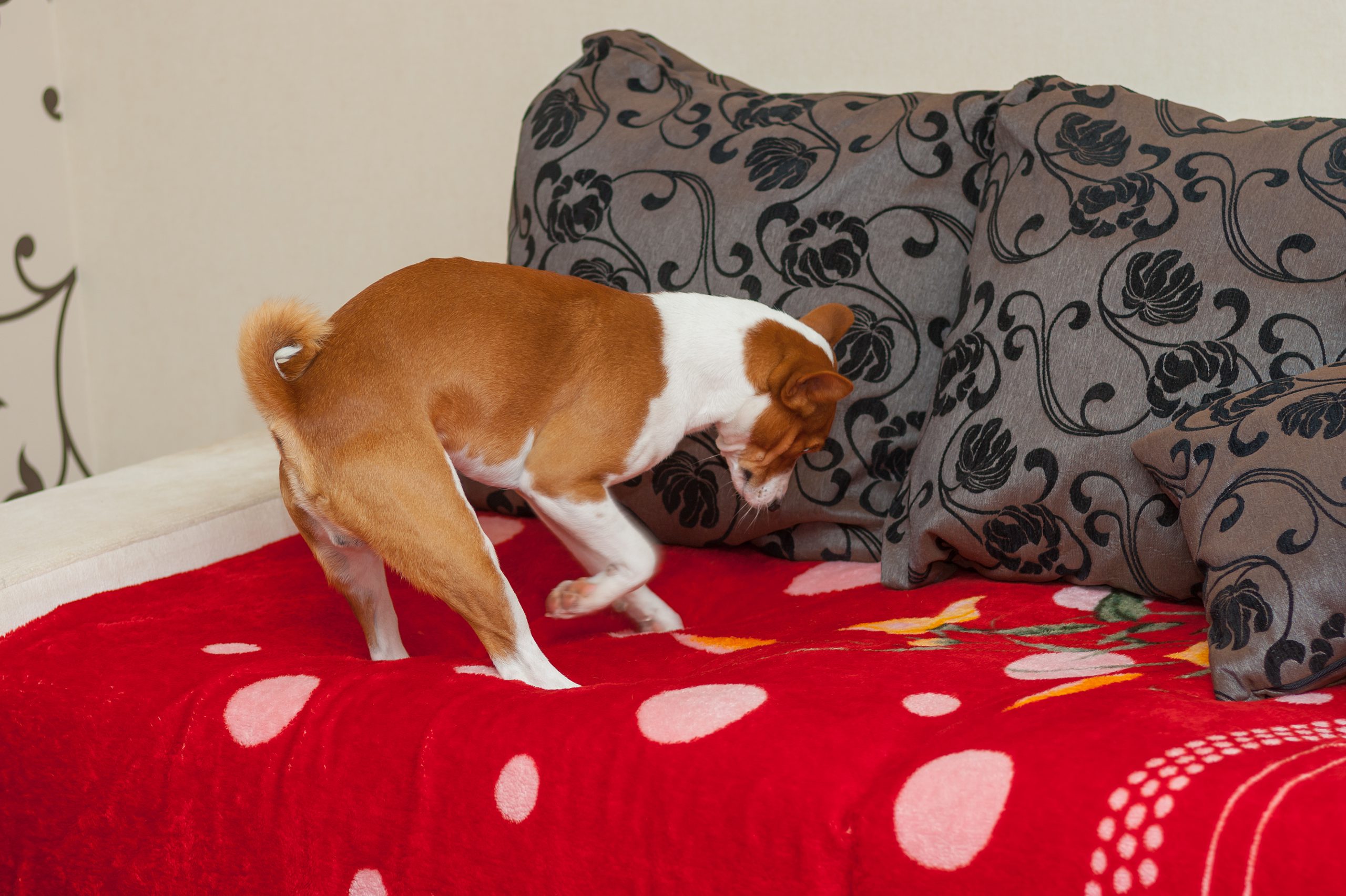 Why does my dog scratch the rug: main illustration