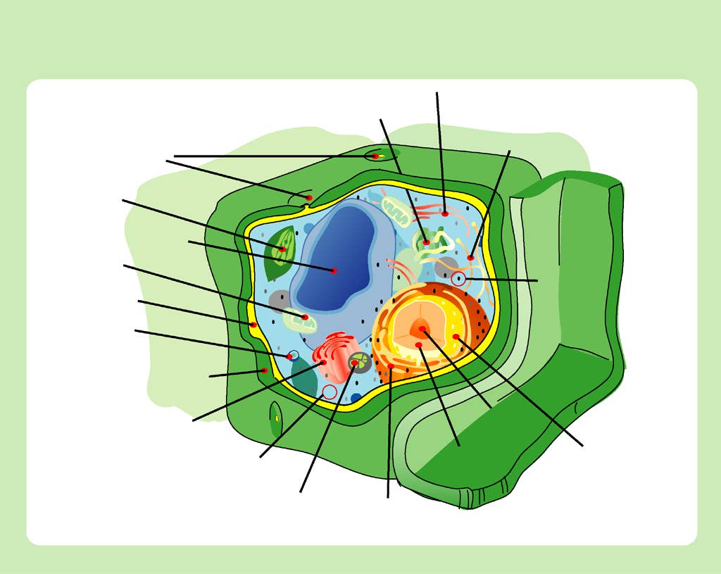 Why does a plant cell have a cell wall: visual explanation
