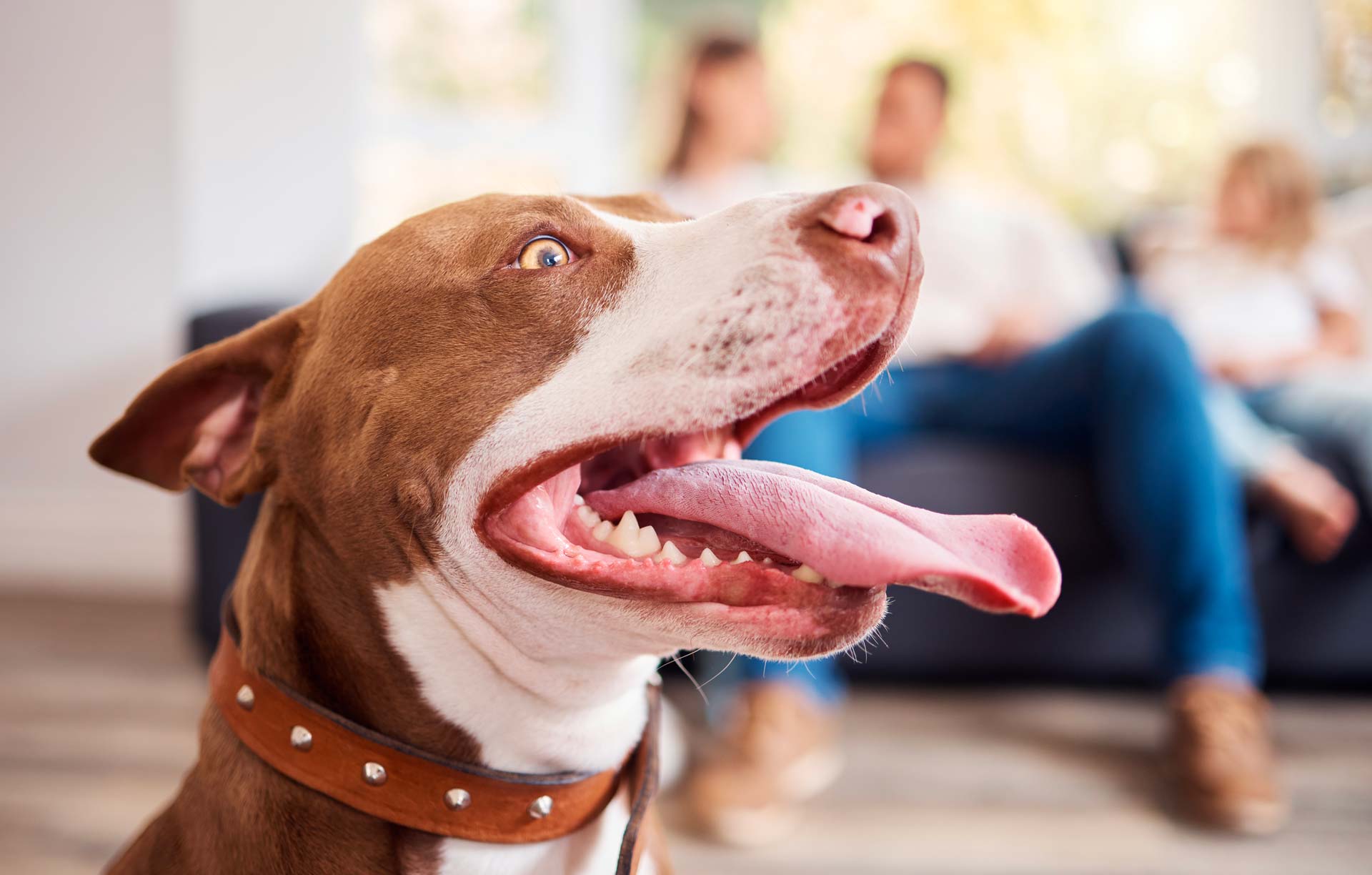 What does it mean when your dog is panting: main illustration
