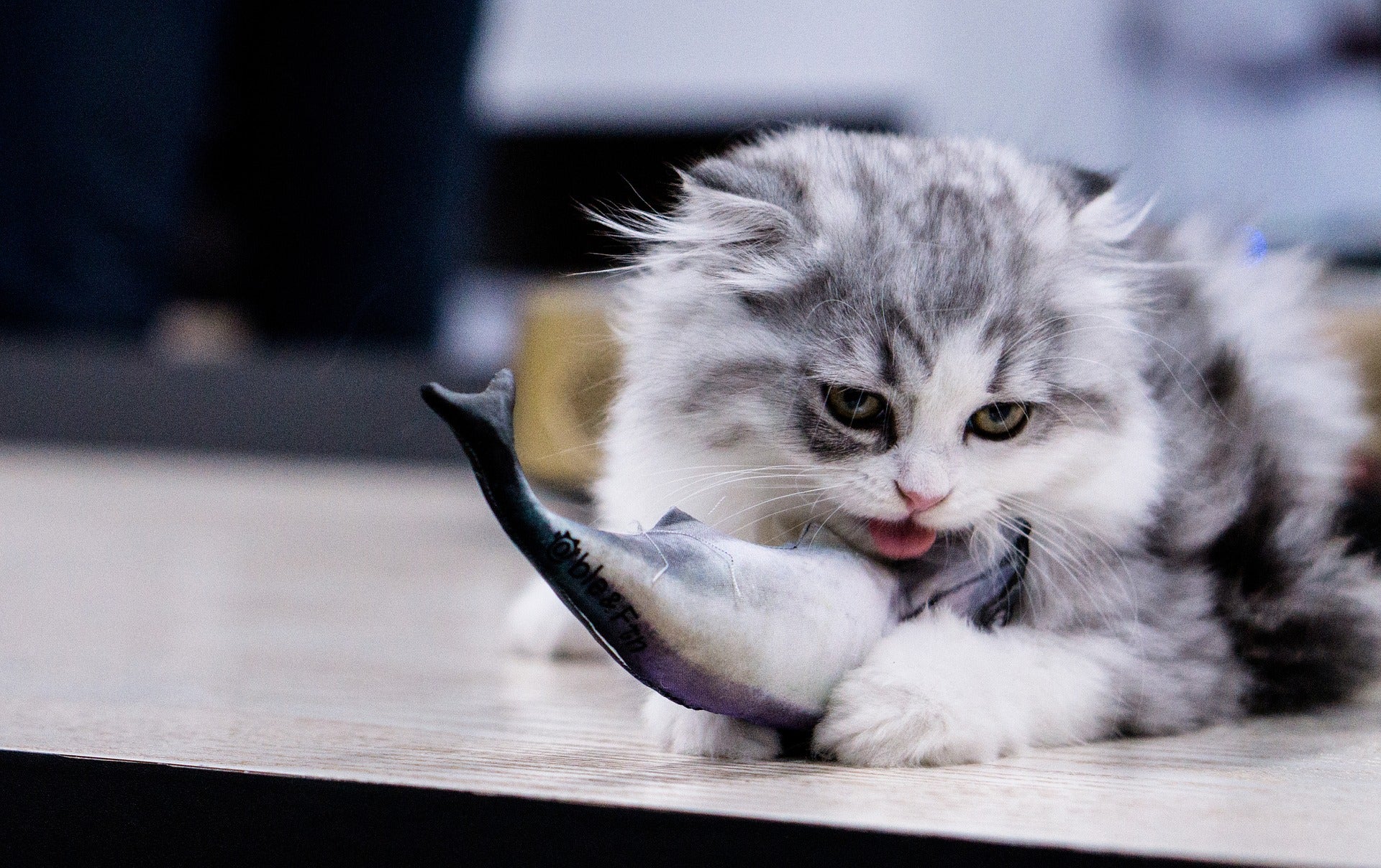 Why does cats like fish: main illustration