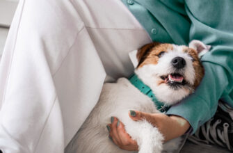 why-do-dogs-like-being-pet