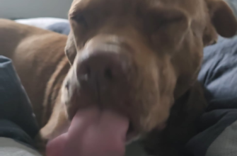 why-does-my-dog-lick-the-air-v0-MXdlcG9ybWR2bzlkMUgpC1P8MwUH7ernzWLjJGyypfeUGAk3SbVsbs2uiYoY