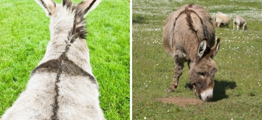 why-donkeys-have-a-cross-marking-on-their-backs-the-fascinating-reason