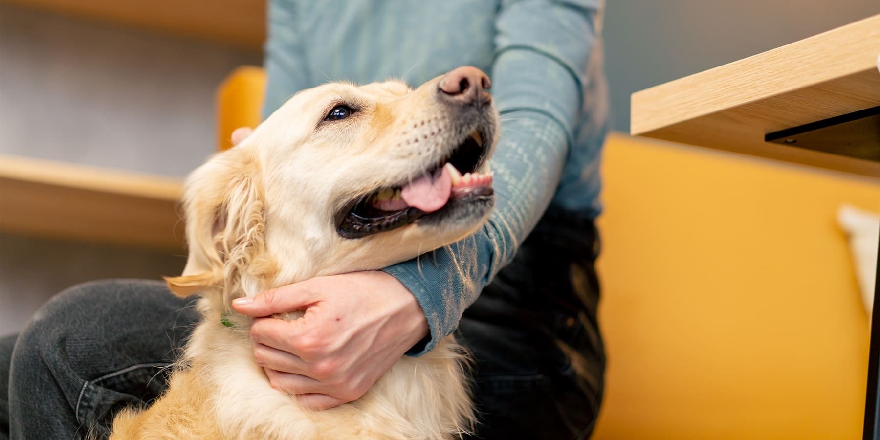 What does it mean when dog breathes fast: example and key details
