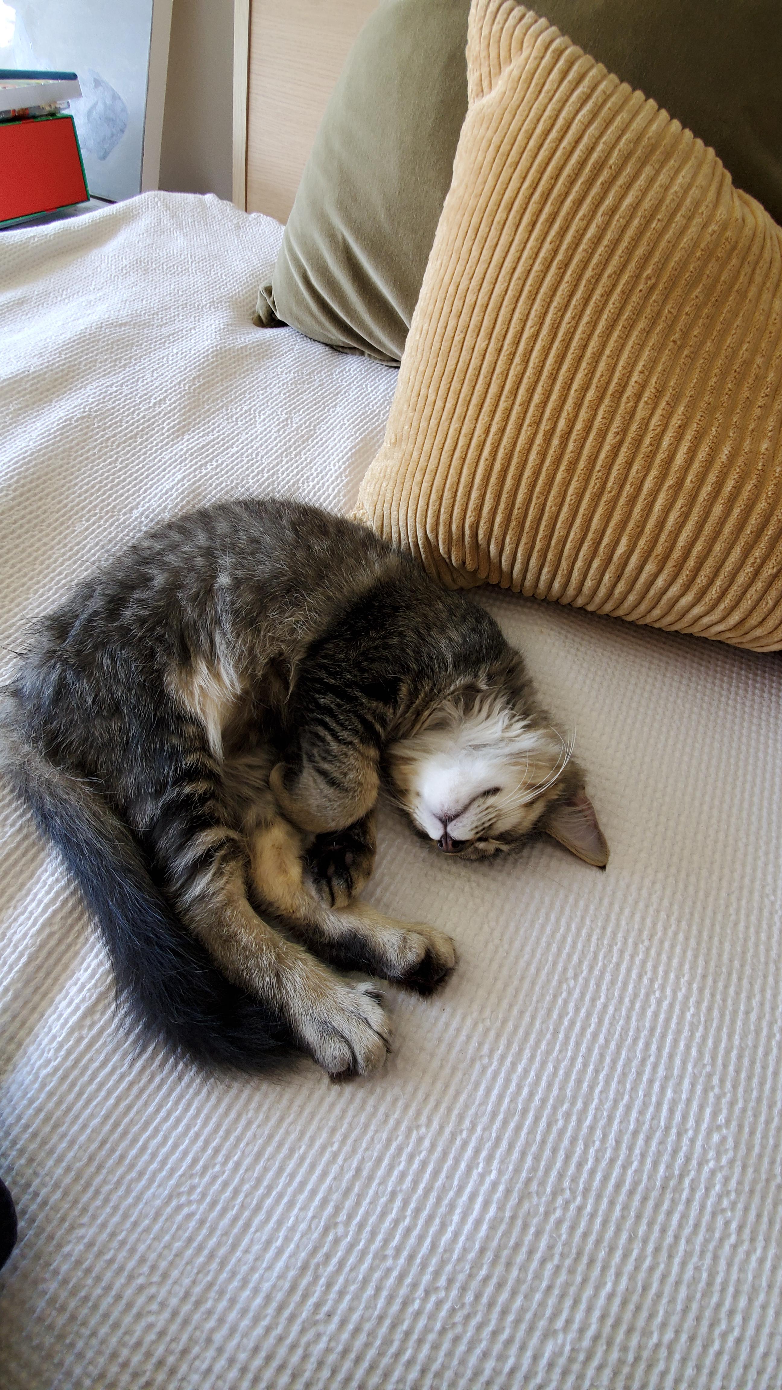 Is it normal for a cat to sleep all day: example and key details